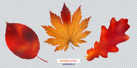 Set of autumn leaf. Vector isolated illustrationのイラスト素材