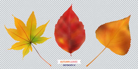 Set of autumn leaf vector illustration. Autumn isolated vector illustrationのイラスト素材