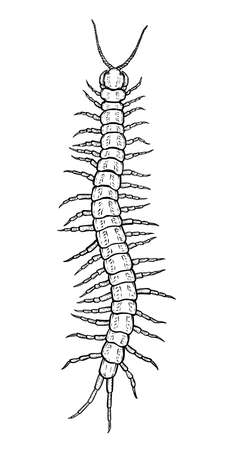Centipede. Vector illustration in cartoon style on a white background.のイラスト素材