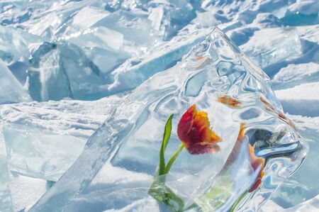 Frozen red flower tulip on green stem with leaf inside transparent piece of ice on a broken ice background on March 8 at Lake Baikalの写真素材