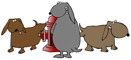 Three Dogs Peeing On A Fire Hydrantの写真素材