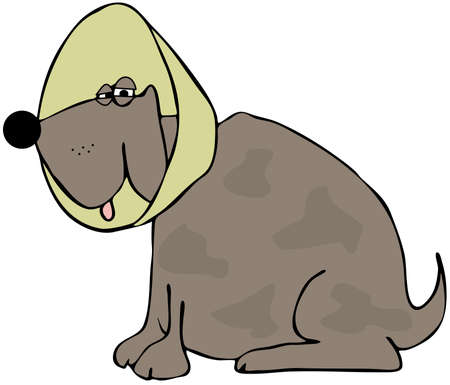 Dog with a neck coneの写真素材