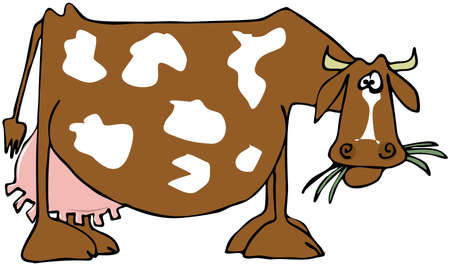 Cow with a large udderの写真素材