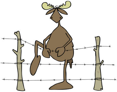 Moose stepping over a barbed wire fenceの写真素材
