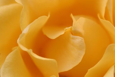 rose-background of yellow roseの写真素材