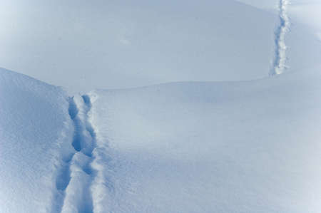 snowの写真素材