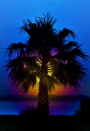 Silhouette of a Palm treeの写真素材