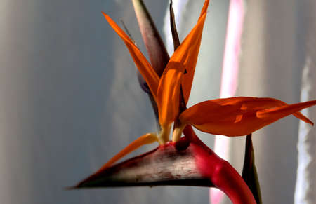 exotic flowerの写真素材