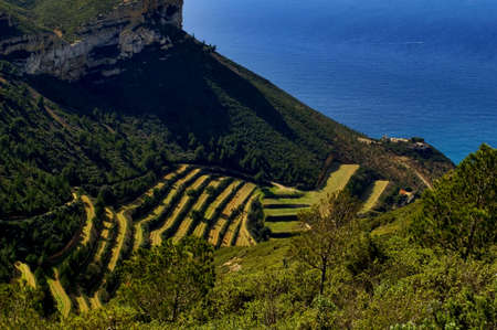 Sea and vineyardの写真素材