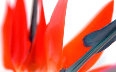 Red Petalの写真素材