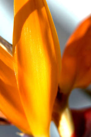 Petal of flowerの写真素材