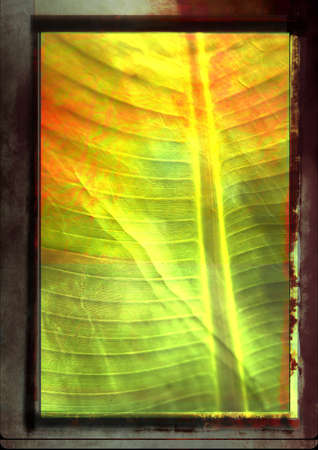 Abstract vegetal grungyの写真素材