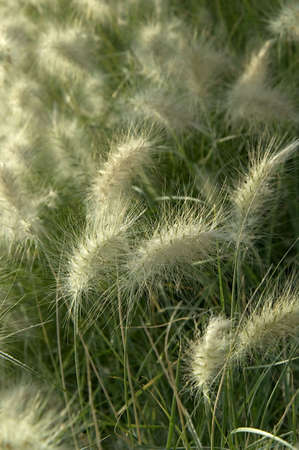 Grassの写真素材
