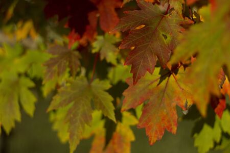 Leavesの写真素材