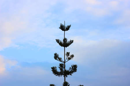 Single pruce silhouette with blue sky background.