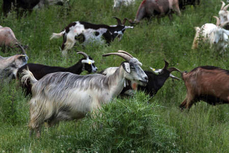 goatsの写真素材