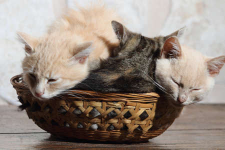 cats in the basketの写真素材