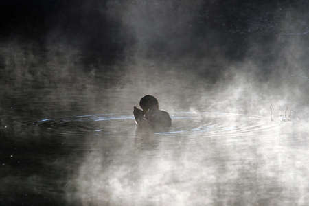 duck in the fogの写真素材
