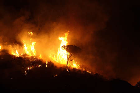 trees fireの写真素材