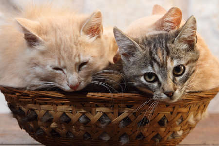 cats in the basketの写真素材