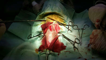 Veterinary surgery