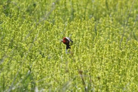 wild Pheasant in the grassの写真素材
