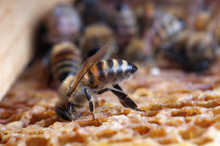 bees on the hive wax