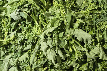 green broccoli piled organic market