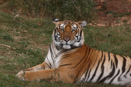 tiger