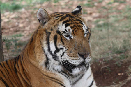 tiger