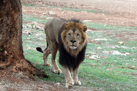 the male lion in the savannaの写真素材