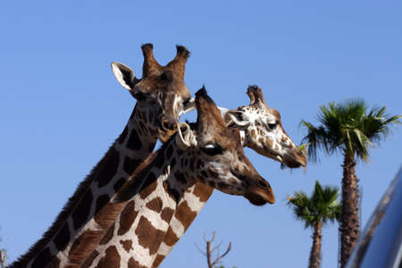 giraffes at the zoo parkの写真素材