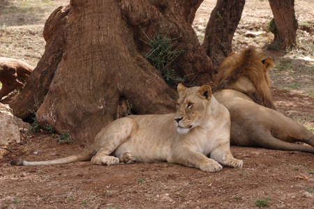lionesses at the park zooの写真素材