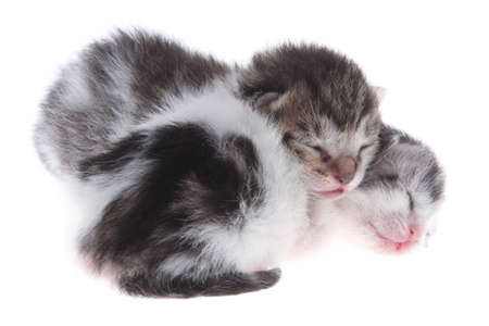 small newborn kittensの写真素材