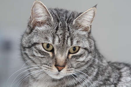 Gray cat portraitの写真素材