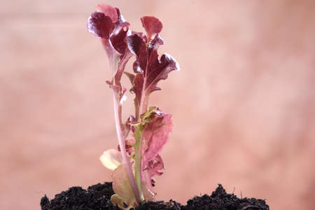 the red friar's beard lettuceの写真素材
