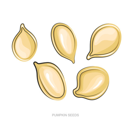 Pumpkins seeds isolated on white backgroundのイラスト素材