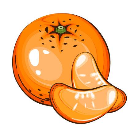Mandarin isolated vector illustration. Fruits colorful illustrations isolated on white background.  Fruit collection.のイラスト素材