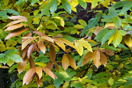 autumn
