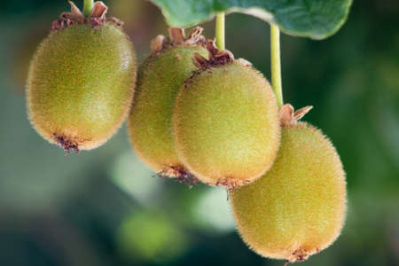 kiwisの写真素材