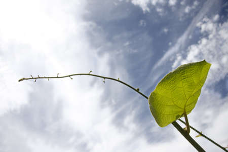 green leafの写真素材