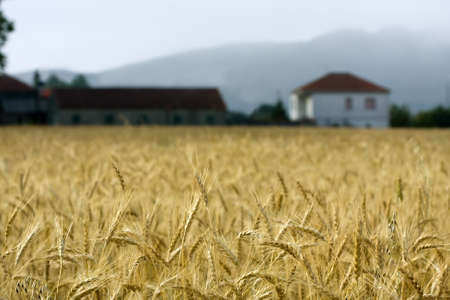 cerealの写真素材