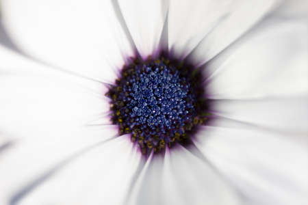 flowersの写真素材