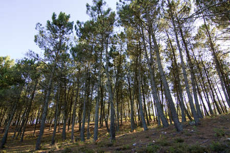 forestの写真素材