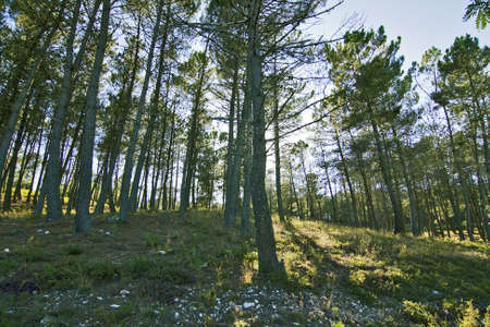 forest