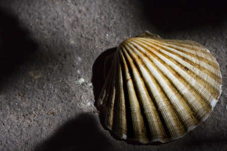 jacobeanの写真素材