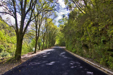 forestの写真素材