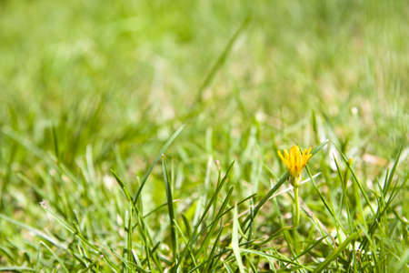 texture of the grass, flowersの写真素材