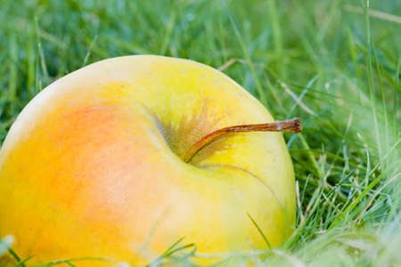 applesの写真素材