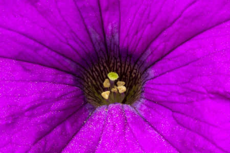 flowers close up photograph of the flower with vibrant colorsの写真素材